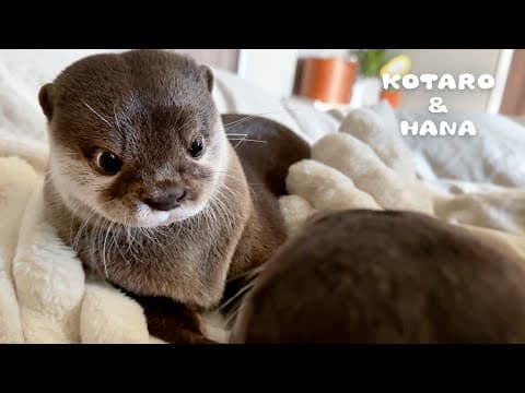 プチ喧嘩してムッ！としてる顔が人間みたいなカワウソ　Otters Argue Like an Old Couple with a Stink Eye