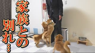 柴犬達と離れ離れの生活を送らなければならなくなりました・・・