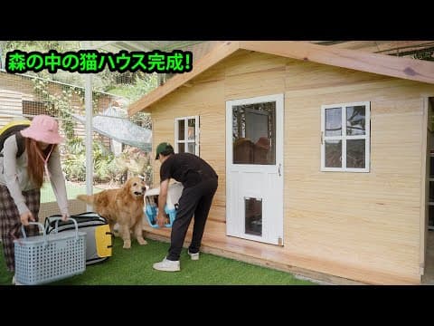 1週間ぶりに猫たちと再会！新しい猫ハウスで大喜びするゴールデンレトリバー