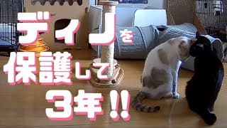 [元野良猫]#56 ぼろぼろガリガリだったディノを保護して3年が過ぎました‼️[近況報告]