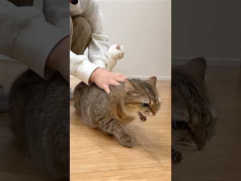 久しぶりに猫にガチギレされた… #ポムしま