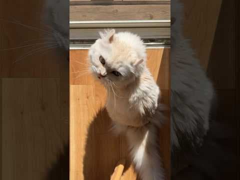 蝶々に忙しいマロン #ちゃちゃ #マロン