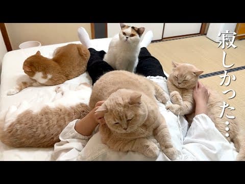 【感動の再会】大好きな母が帰宅して大喜びで甘える猫たち