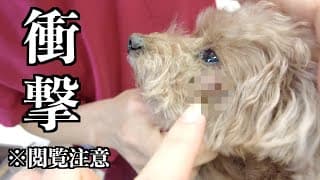 【閲覧注意】朝起きたら愛犬の顔が衝撃的なことになっていて慌てて病院へ行ってきました