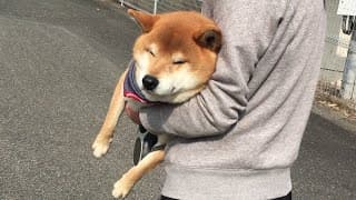 帰宅拒否してるうちに道端でうっかり居眠りし強制的に連れ帰られる柴犬　Shibe fell asleep during the walk and was forcibly taken home.