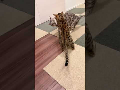 野生の厳しさを知らない猫達による手より口ばかり出る喧嘩 #ルトロゼ #ベンガル #cat