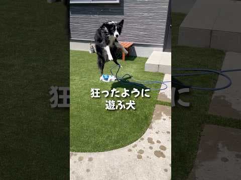 狂ったように遊ぶ犬#shorts