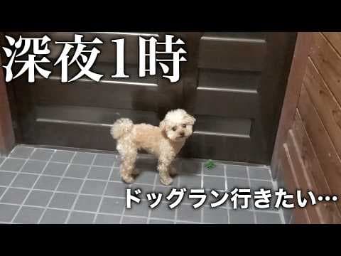 ドッグラン付きの家に住んでみた結果