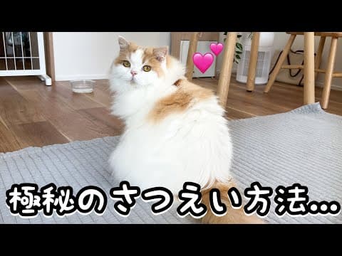 猫犬ユーチューバーの撮影の裏側はこんな感じです...！めちゃくちゃかわいく撮る方法教えちゃいます