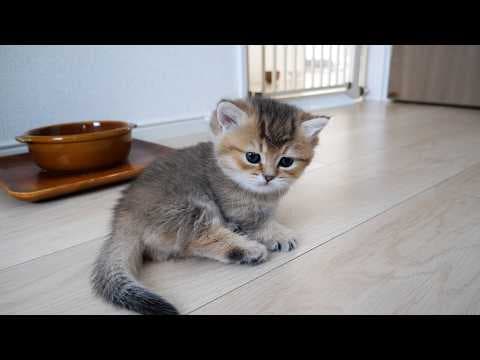 Cute kitten is surprised when mama cat suddenly turns ferocious...