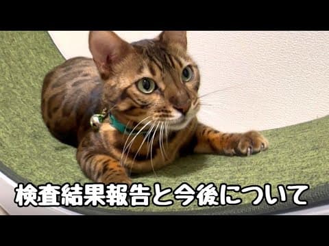 ノアニコの検査結果報告と今後について