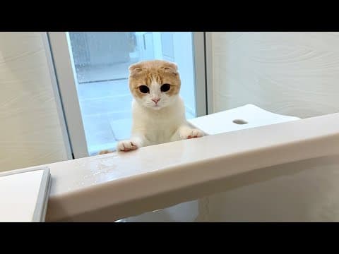長風呂してると溺れてないか慌てて見に来てくれる猫が可愛すぎましたw