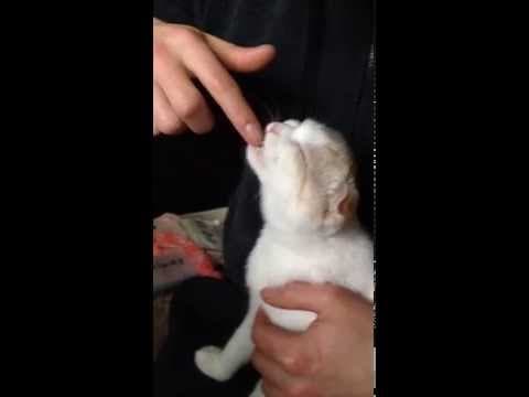 指から与えられるミルクを飲むスコティッシュフォールドの子猫 みるきぃ☆