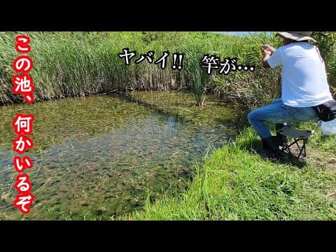 【小物釣り】小さな野池で釣りをしたら…突然強烈な引きに襲われた