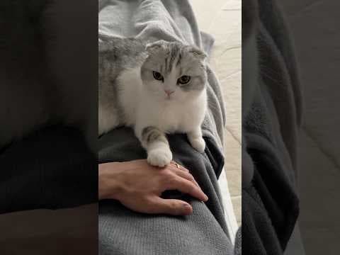😽🫳 #cat