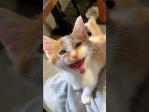 疲れを癒してくれる子猫 #猫 #cat  #shorts