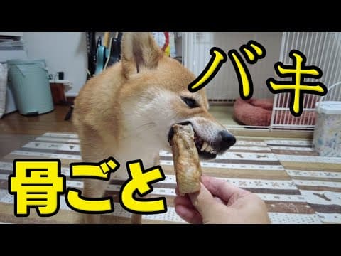 【バキボキ】雨の日は骨ごといただくスペアリブで！柴犬小夏　ASMR
