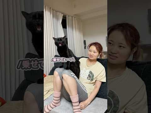 ママの上に仁王立ちしながら、「おひざ乗せてぇっ」とおねだりする猫