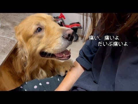 ママに甘えたいけど、女性にとってはそれが攻撃になっていると気付いていないゴールデンレトリバーw
