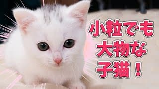 静止画を並べただけでも分かる 子猫ラムの大物っぷりがヤバい！