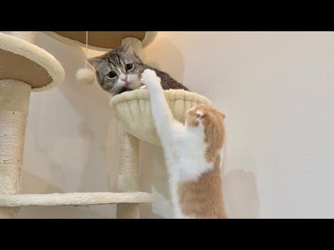 どうしても兄と一緒の場所で寝たい猫が我慢できなくなってこうなっちゃいました…笑