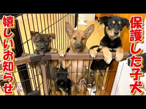 【保護犬　子犬】保護した子犬　嬉しいお知らせ♪＋おまけコーナー