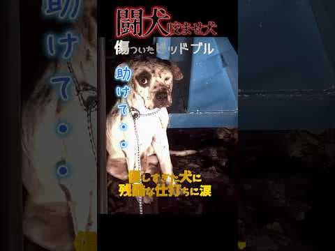 優しすぎる闘犬を救出した結果...幸せな姿に感動#shorts