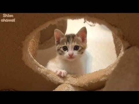 【作業中断動画10】子猫たちの日常 BGM・テロップなし【生後36～40日】【12代目おちびーず】
