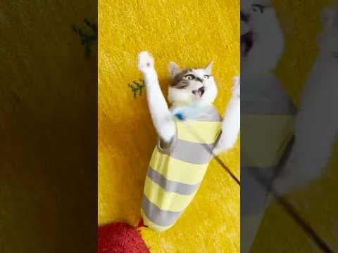 全力だじょ！！#おむすびさんはやる気なし #cats
