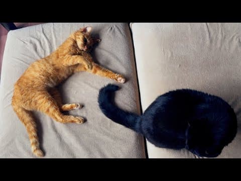 眠いけどまだ遊びたい子猫vsしっぽであやす猫　Cat Entertains Kitten with Its Tail