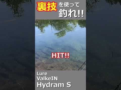 これがハイドラムを使った裏技だ‼#shorts #釣り #fishing #エリアトラウト #trout #管理釣り場