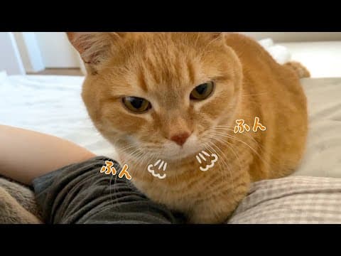 毎朝枕元にやってくる猫の鼻息が最高の目覚ましです！