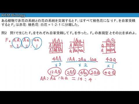 高校生物「自家受精・自由交配　練習問題（基礎問題精講でも使用されている問題）」