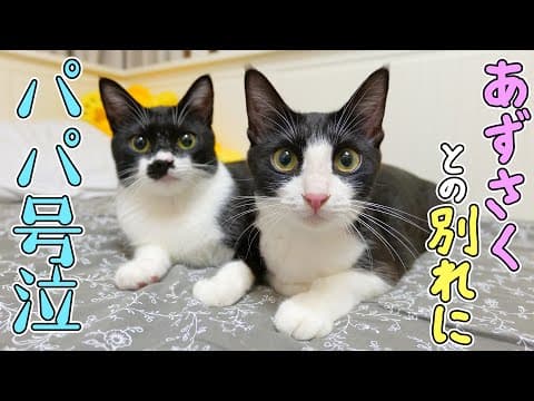 保護猫あずき＆さくらを妻に託し、パパは泣きながら帰宅しました‥🐈🐈