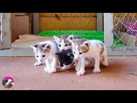How Kittens Grow Up: From Day 0 - 3 Months Old!