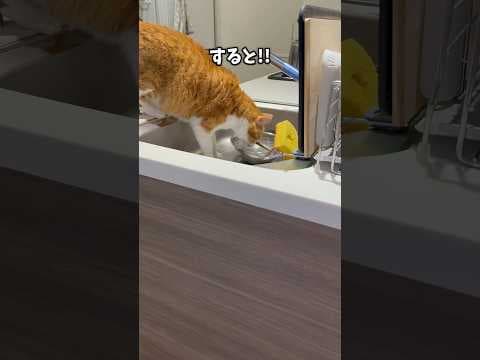 水道水の気分ではない猫。