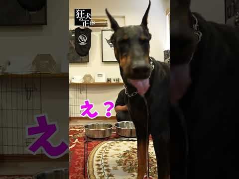 食事中に席を外した犬のエサを隠したら気づくのか？ #ドーベルマン #食事中 #イタズラ