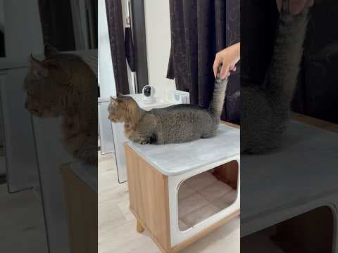 猫のしっぽ #cat #子ネコ #保護猫 #ねこチャック #猫のいる暮らし #猫好きさんと繋がりたい