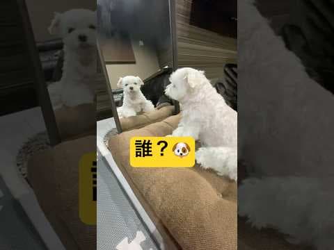 鏡の中の自分とにらめっこする犬🤣🤣🤣#shorts #可愛い犬 #マルチーズ