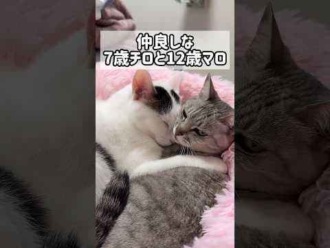 寒い日限定で仲良しなチロとマロ #shorts