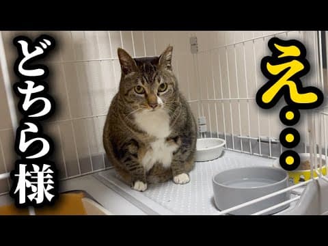 【新入り】おデブすぎる猫を保護してしまいました…