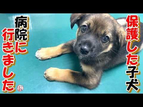 【保護犬　子犬　元繁殖猫】保護した子犬病院に行きました＆元繁殖猫第二の猫性