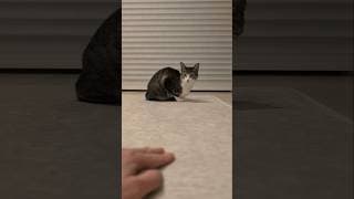 猫の振り向かせ方🐱 - How to make cats pay attention to me - #shorts #cat