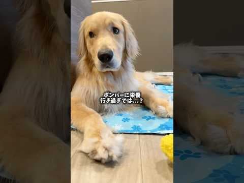 ボンバー\( ˙▿˙　)/#ゴールデンレトリーバー #大型犬
