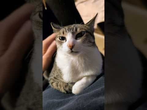 お腹の上に猫😺 - A cat on my belly - #shorts #cat