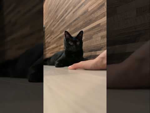 よく分からない猫🐱 - A cat has no idea - #shorts #cat