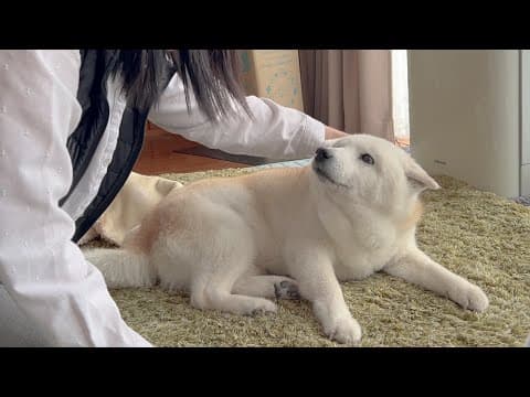 手術を終え、帰宅した母を見て、嬉しさのあまりすすり泣いて喜ぶ柴犬