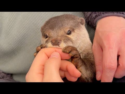 家族から好かれすぎてもみくちゃにされるカワウソ Otter too well-liked by his family.