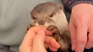 家族から好かれすぎてもみくちゃにされるカワウソ Otter too well-liked by his family.