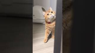 弟に白バイをプレゼントしたくて… #shorts #cat #cute #drama